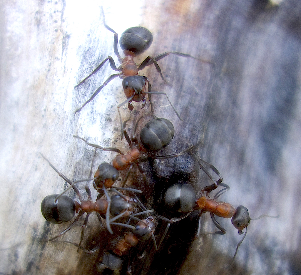 Myror i närbild
